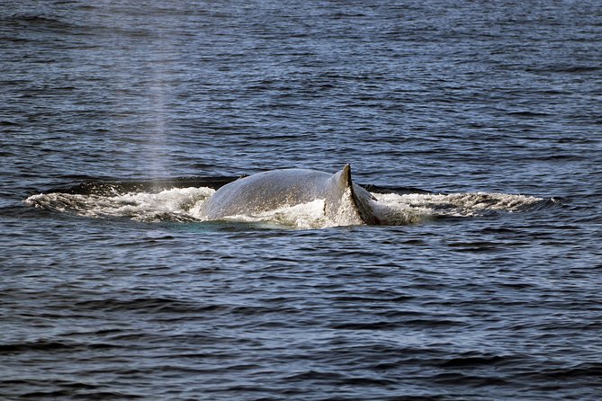 Luxury Snorkel Cruise, Local Buffet with Whale & Dolphin Watch - A Hawaiian buffet with a late-meal catch