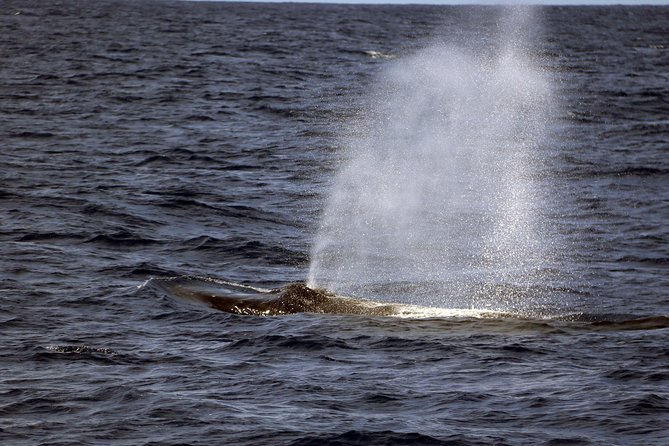 Luxury Snorkel Cruise, Local Buffet with Whale & Dolphin Watch - Warm showers, changing rooms, and a sensible boat setup