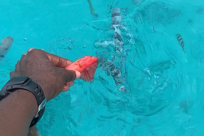 Luxury Swimming with DOLPHINS IN MNEMBA and LUNCH - Practical questions to settle before departure