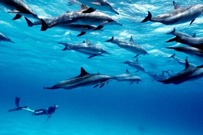 Luxury Tour to DOLPHINS, KUZA CAVE and THE ROCK RESTAURANT - Is $165 a fair price?