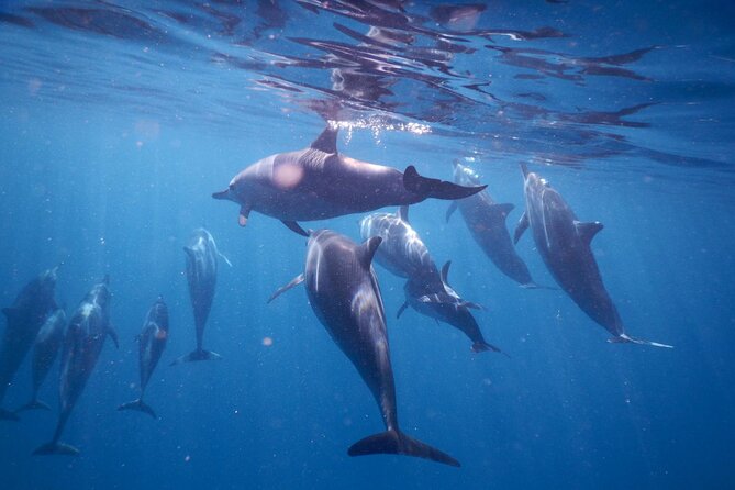 Lydia Boat Mauritius :Private boat tour:Whales&Dolphins encounter - Searching for dolphins in the open sea