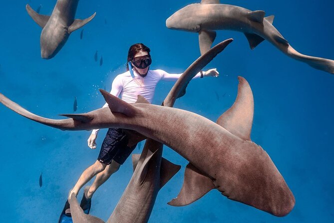 Maafushi: Ship wreck & Nurse shark snorkeling with Dolphin watching - Local island hopping beyond Maafushi