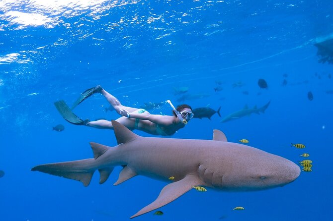 Maafushi: Ship wreck & Nurse shark snorkeling with Dolphin watching - Underwater photos and videos included