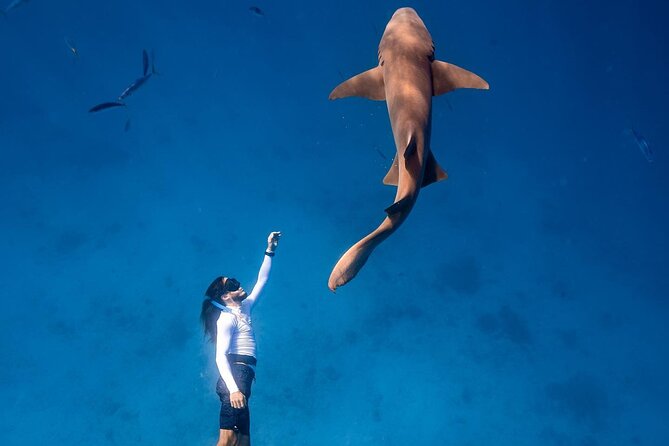 Maafushi: Ship wreck & Nurse shark snorkeling with Dolphin watching - Dolphin watching on the route