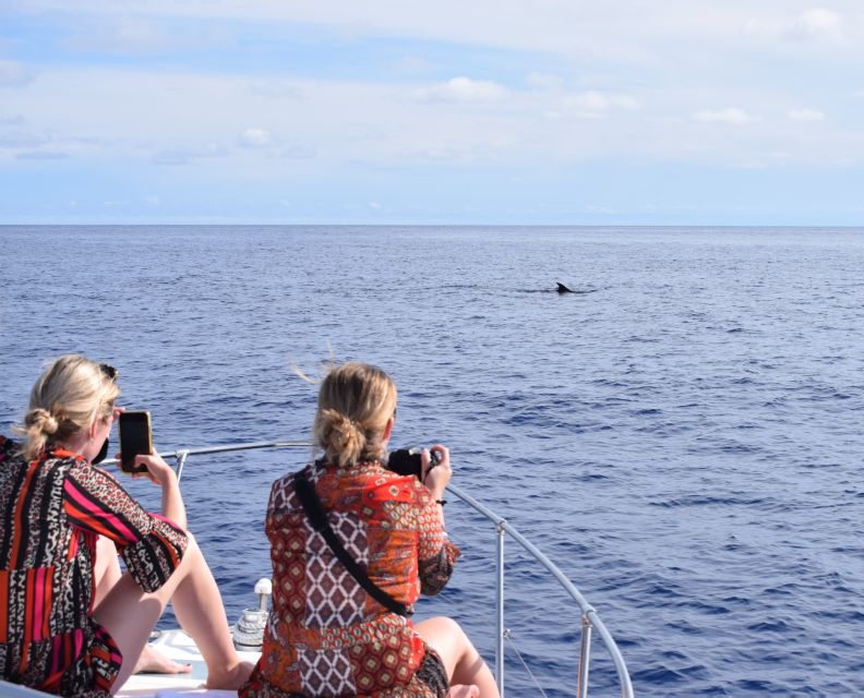 Madeira: 2.5-Hour Whale and Dolphin-Watching Cruise - Key points at a glance