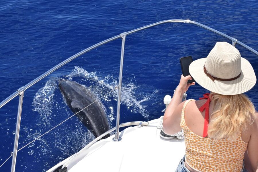 Madeira: 2.5-Hour Whale and Dolphin-Watching Cruise - Should you book the On Tales cruise?
