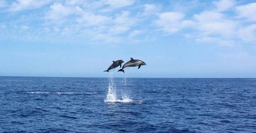 Madeira: 2.5-Hour Whale and Dolphin-Watching Cruise - A relaxed start at Calheta Marina
