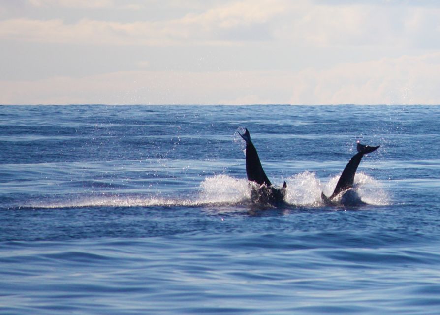 Madeira: 2.5-Hour Whale and Dolphin-Watching Cruise - The swimming and snorkeling stop