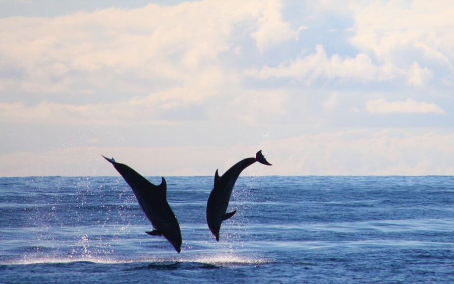 Madeira: 2.5-Hour Whale and Dolphin-Watching Cruise - Who will enjoy this yacht trip most?