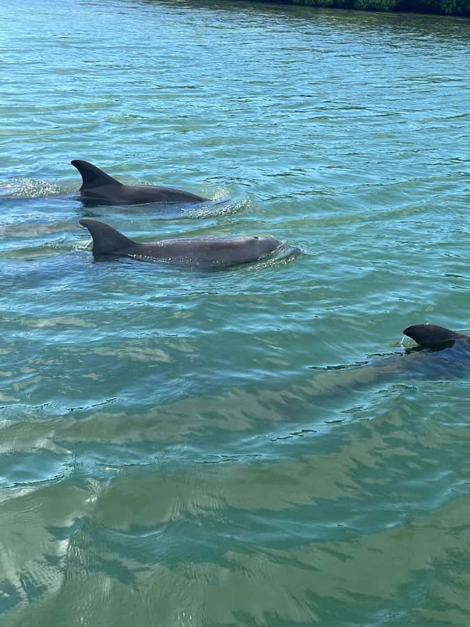 Madeira Beach: 1.5 Hour Dolphin Excursion - My call: book it when privacy matters