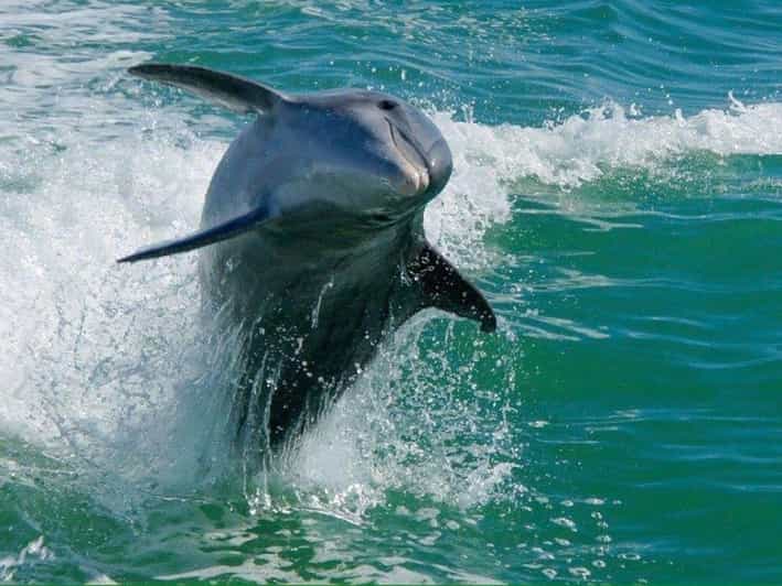 Madeira Beach: Egmont Key Snorkeling and Dolphin Cruise - Key points to know before booking