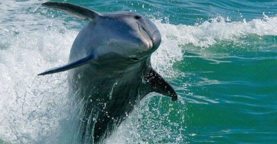 Madeira Beach: Egmont Key Snorkeling and Dolphin Cruise - The 45-minute ride from Madeira Beach to Egmont Key