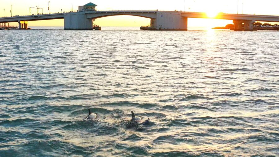 Madeira Beach: Guided Dolphin Watching Eco-Friendly Cruise - Timing, parking, and weather advice