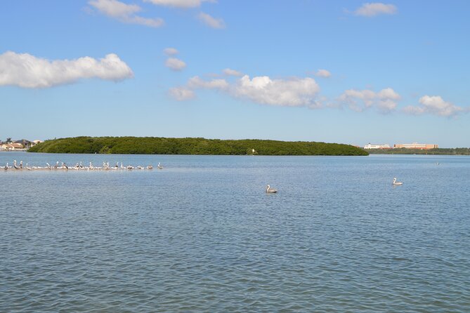 Madeira Beach - Shell Key - Dolphins - Half Day Private Boat Tour - Captain Mike and the family-friendly pace