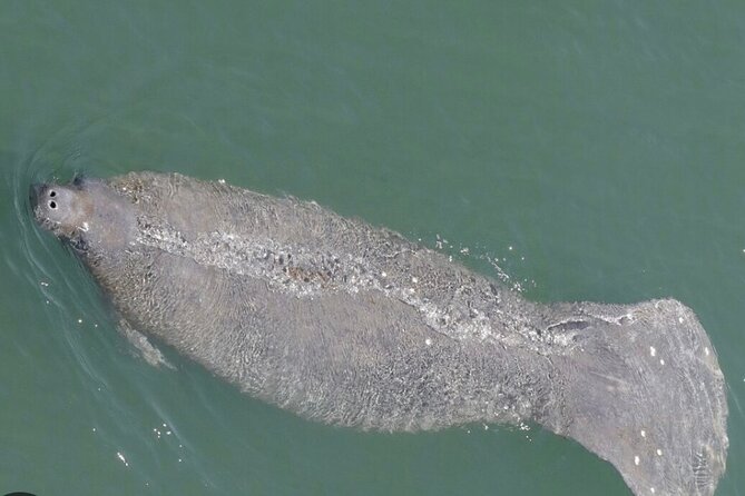 Madeira Beach - Shell Key - Dolphins - Half Day Private Boat Tour - Timing, meeting point, and weather