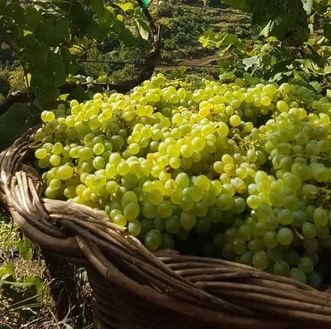 Madeira: Cabo Girão, Wines Experience and Dolphins Watching - Should you book the Cabo Girão, wine, and dolphin tour?
