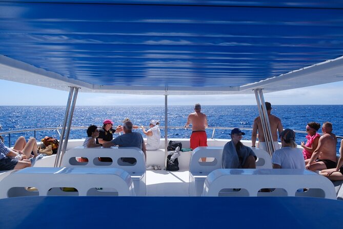 Madeira Dolphin and Whale Watching on a Ecological Catamaran - The guides explain more than names and fins