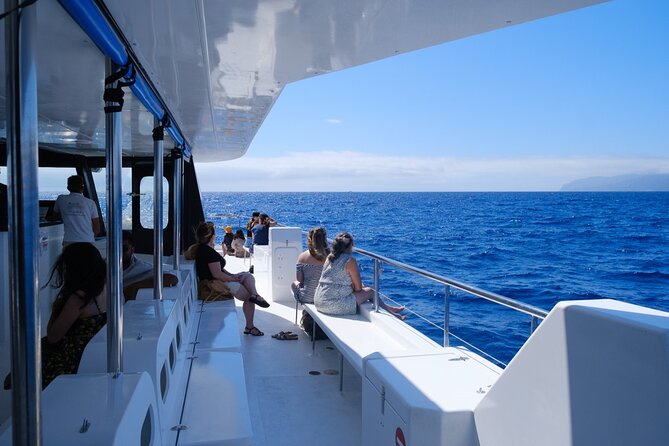 Madeira Dolphin and Whale Watching on a Ecological Catamaran - Why the return trip can be rough