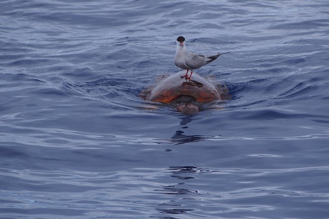 Madeira Dolphin and Whale Watching on a Ecological Catamaran - Price, timing, and overall value