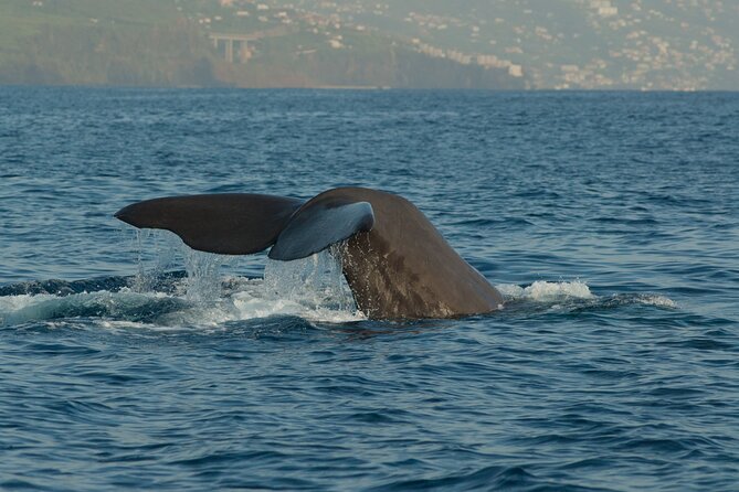 Madeira Dolphin & Whale Watching Tour - Leaving Funchal Marina for open water
