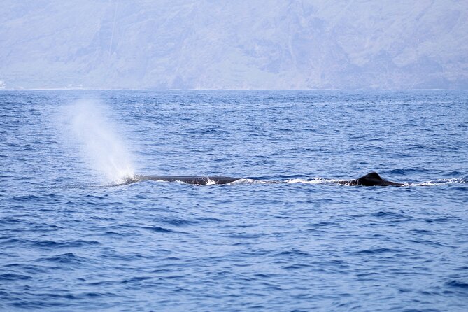 Madeira Dolphin & Whale Watching Tour - The ride back, sea spray, and Madeira views