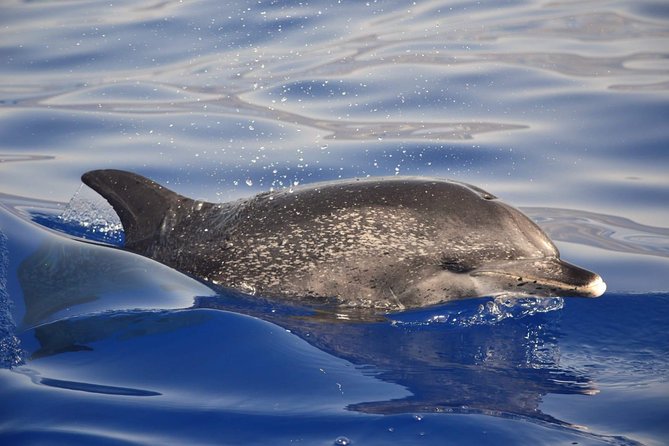 Madeira Dolphin & Whale Watching Tour - How much value do you get for $58.05?