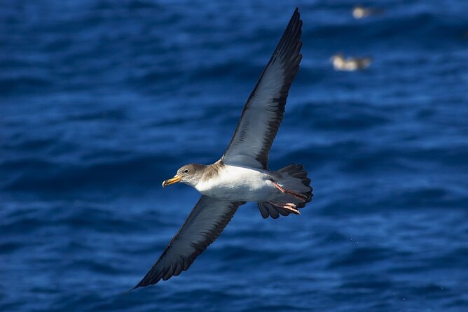 Madeira Dolphin & Whale Watching Tour - Weather, timing, and practical planning