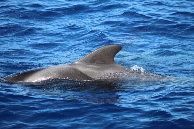 Madeira Dolphin & Whale Watching Tour - Should you book the Madeira Dolphin and Whale Watching Tour?