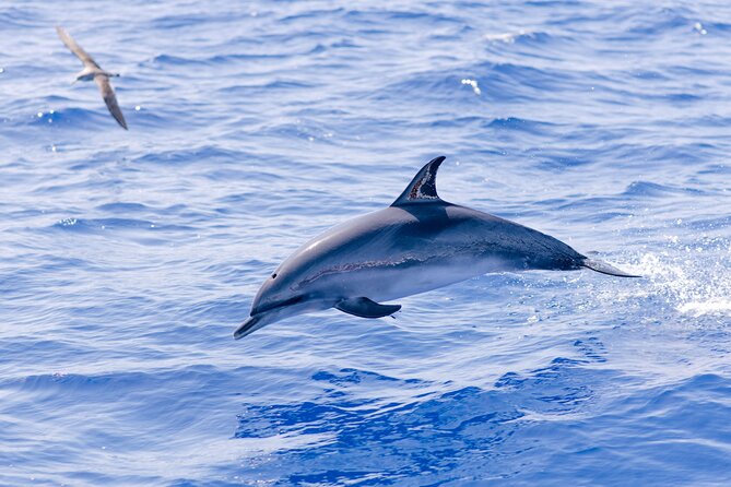 Madeira Dolphin & Whale Watching Tour - What the marine biologist adds