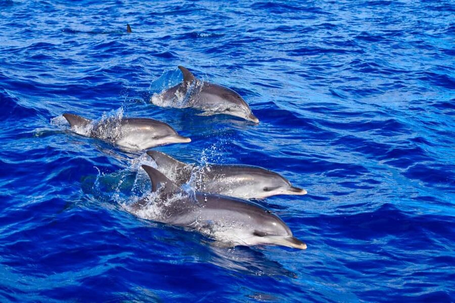 Madeira: Responsible Whales and/or Dolphins Watching Tour - Key points to know before you book