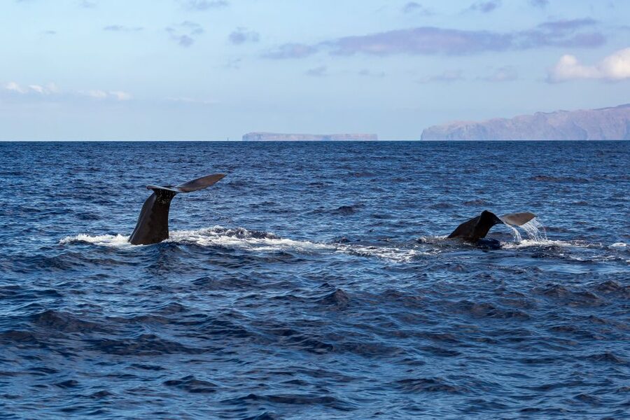 Madeira: Responsible Whales and/or Dolphins Watching Tour - Who should book this boat trip?