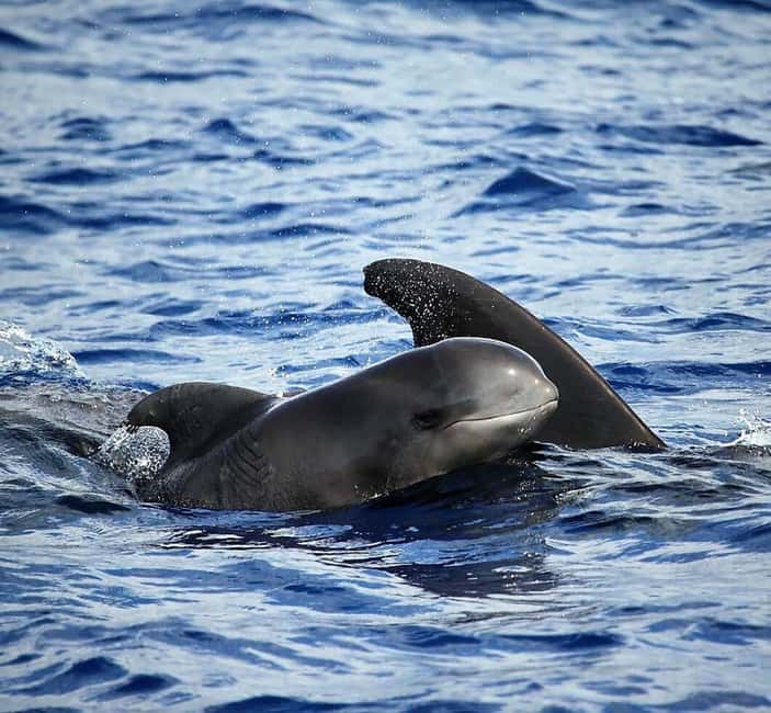 Madeira: Responsible Whales and/or Dolphins Watching Tour - Why this Madeira whale watching trip feels different