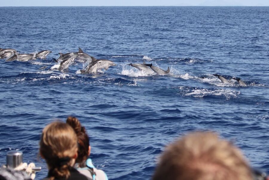 Madeira: Responsible Whales and/or Dolphins Watching Tour - The speedboat ride is exciting, not gentle