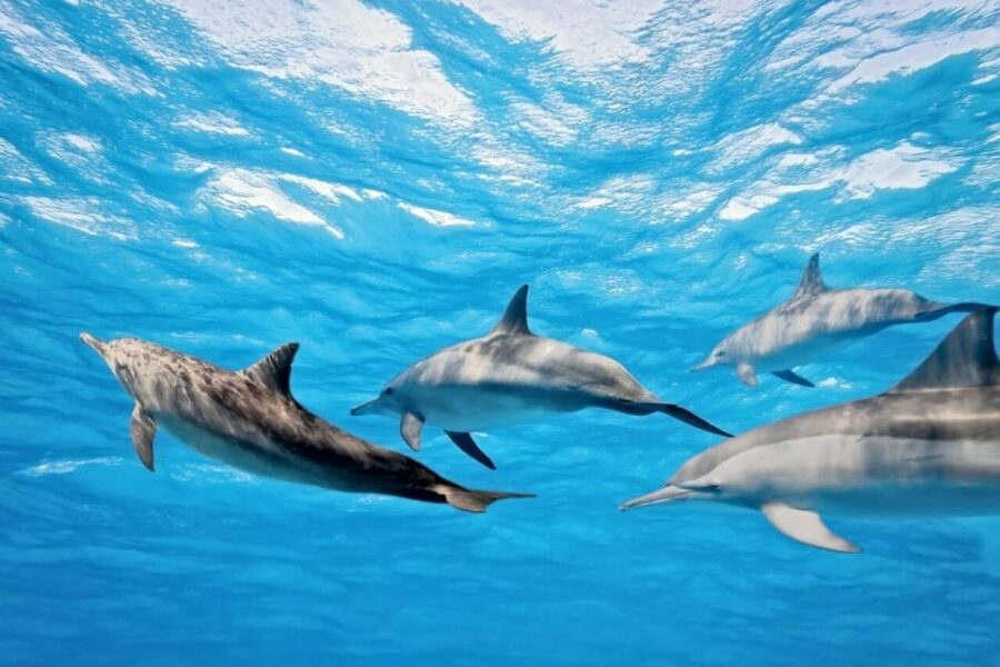 Madeira: Responsible Whales and/or Dolphins Watching Tour - How the land spotters help find marine life