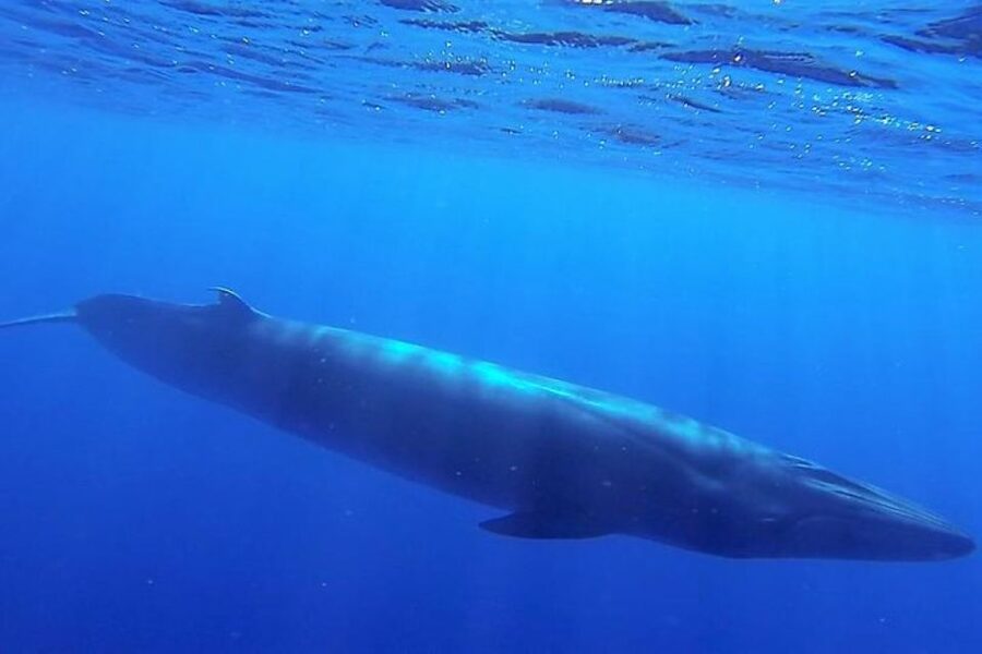 Madeira: Responsible Whales and/or Dolphins Watching Tour - What you might see off Madeira