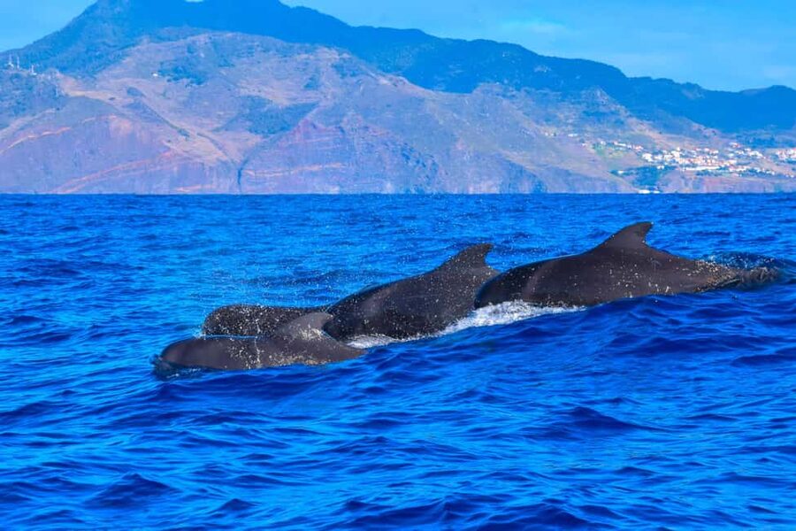 Madeira: Responsible Whales and/or Dolphins Watching Tour - The guide turns sightings into understanding