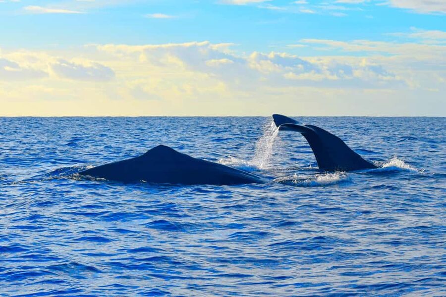 Madeira: Responsible Whales and/or Dolphins Watching Tour - A closer look at the two-hour route