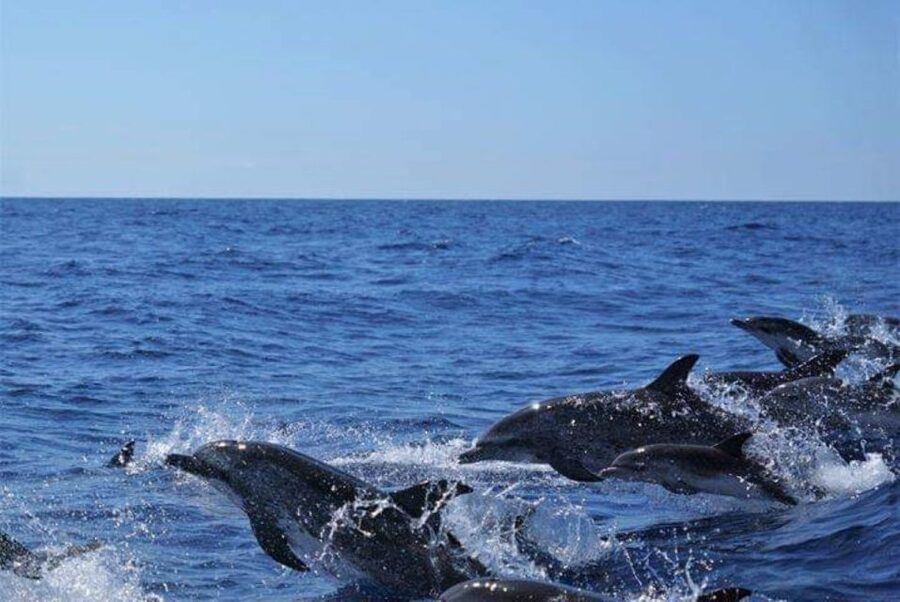Madeira: Responsible Whales and/or Dolphins Watching Tour - Is $56 good value?