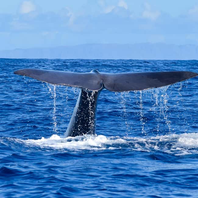 Madeira: Responsible Whales and/or Dolphins Watching Tour - Leaving Funchal from the new marina