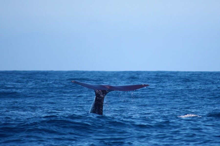 Madeira: Whale and Dolphin Watching Private Cruise - Setting out from Marina da Calheta