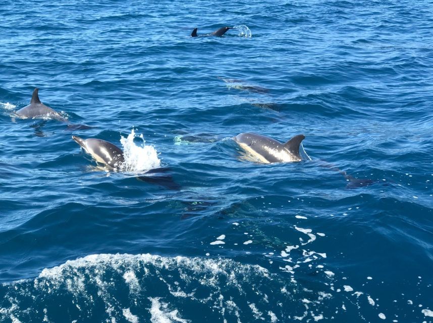Madeira: Whale and Dolphin Watching Private Cruise - The swimming and snorkeling stop