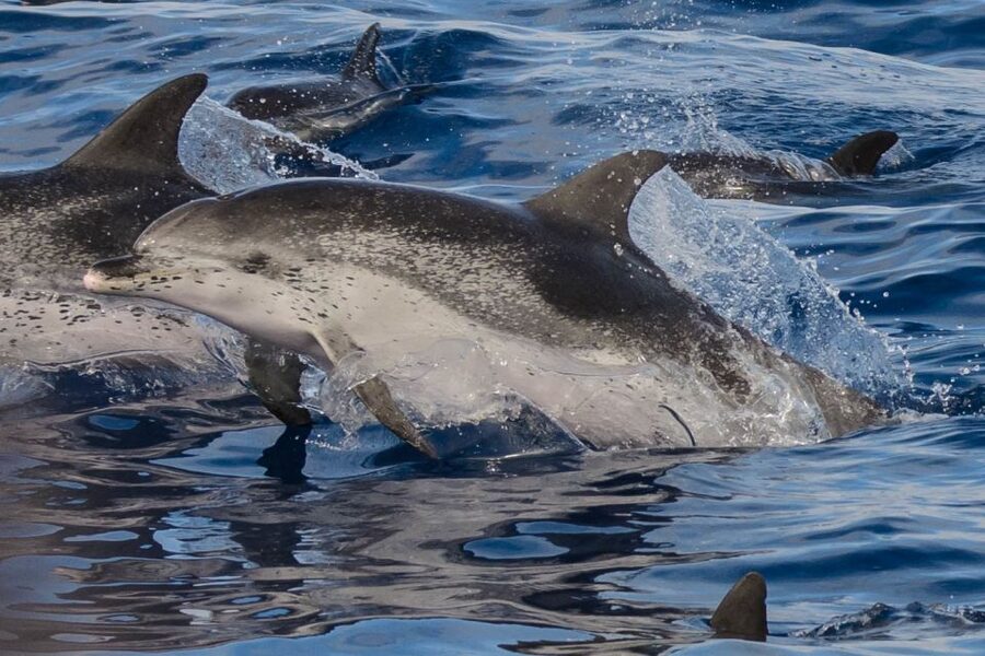 Madeira: Whale and Dolphin Watching Tour - Should you book it?
