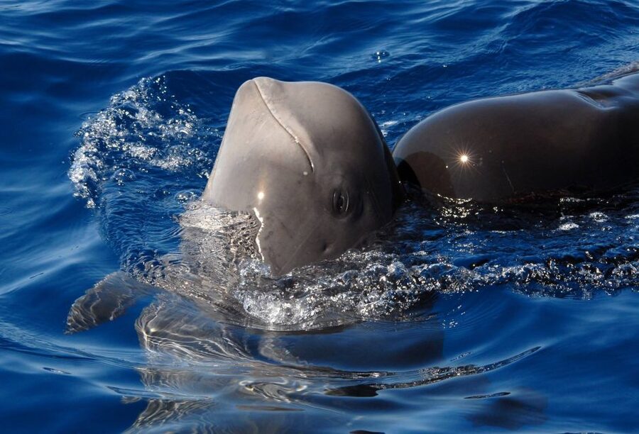 Madeira: Whale and Dolphin Watching Tour - Why the marine biologist guide matters