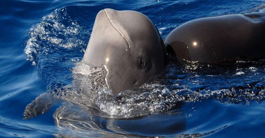 Madeira: Whale and Dolphin Watching Tour - Ponta de São Lourenço by boat