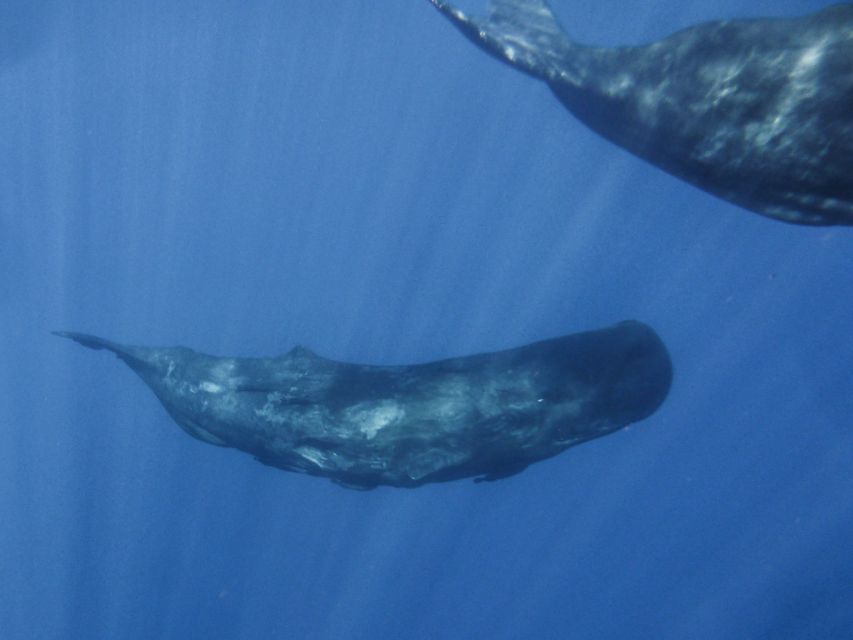 Madeira: Whale and Dolphin Watching Tour - What the summer swimming stop adds