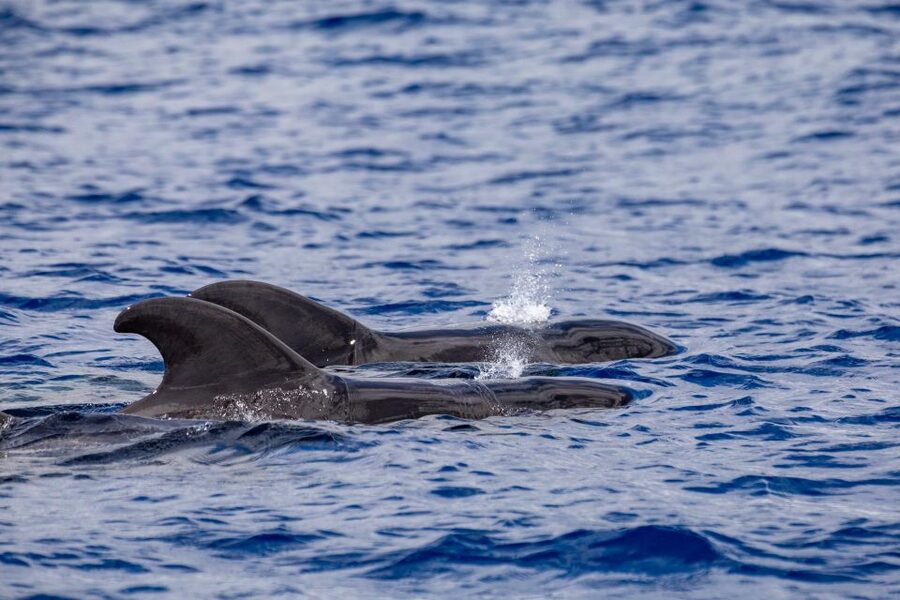 Madeira: Whale and Dolphin Watching Tour - How to make the most of the two hours