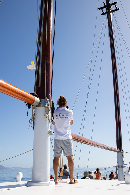 Madeira : Whales and Dolphins wooden boat excursion - Three hours from Funchal with one clear purpose