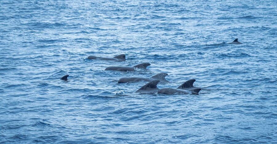Madeira : Whales and Dolphins wooden boat excursion - Watching for dolphins, pilot whales, and smaller whales