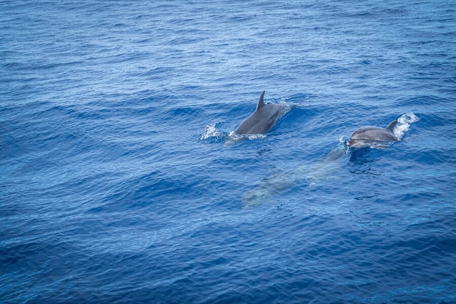 Madeira : Whales and Dolphins wooden boat excursion - Cabo Girão swimming stop, when time and sea allow