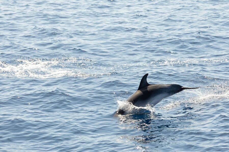 Madeira : Whales and Dolphins wooden boat excursion - Who should book this Madeira boat trip?